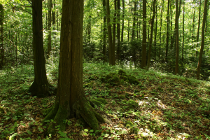 Grąd subkontynentalny tilio cordatae-carpinetum