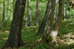 Grąd subkontynentalny tilio cordatae-carpinetum