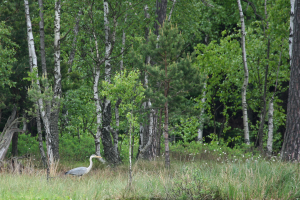 Czapla siwa ardea cinerea patrolująca skraj torfowiska
