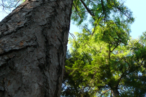 Modrzew polski larix polonica