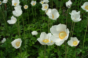 Zawilec wielkokwiatowy anemone sylvestris