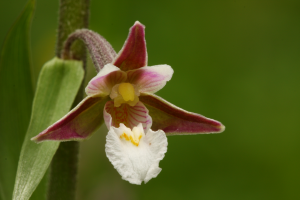 Kruszczyk błotny epipactis palustris