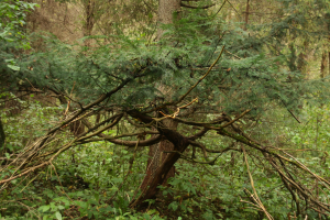 Cis pospolity taxus baccata