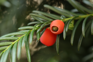 Owoce cisu pospolitego taxus baccata