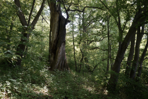 Grąd subkontynentalny tilio cordatae-carpinetum z pomnikowymi dębami
