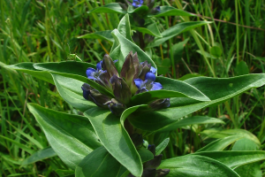 Goryczka krzyżowa gentiana cruciata