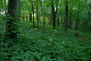 Grąd subkontynentalny tilio cordatae-carpinetum